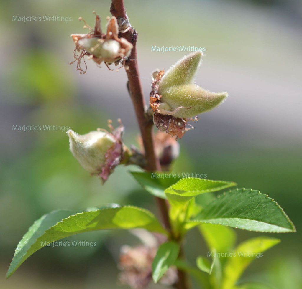 These are images from my East Texas garden taken on April 23, 2022. I took these as practice for a blurred and/or bokah effect in the background of the photo. 
